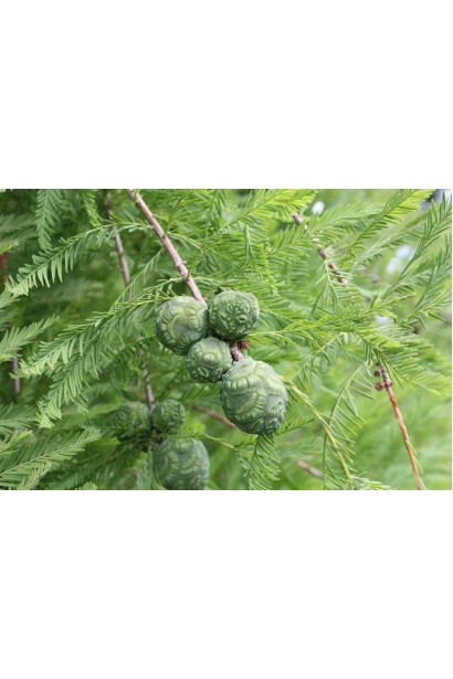 Таксодіум дворядний осінь